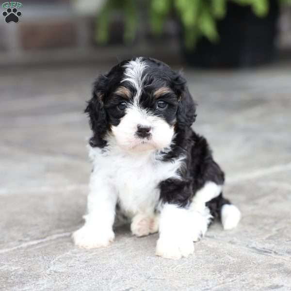Copy of Miles, Cavapoo Puppy
